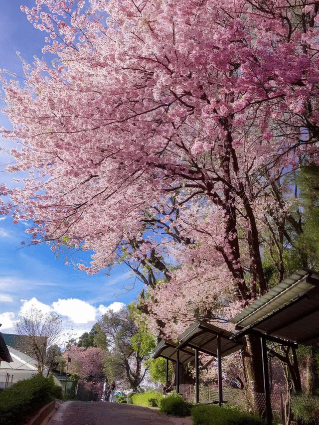 Places in India That Look Like Japan in Spring